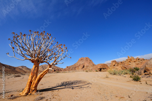 Quiver tree at Kokerbloomkloof