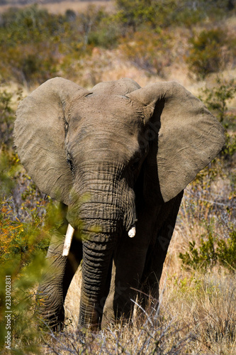 Elephant in the bush front view - portrait orientation