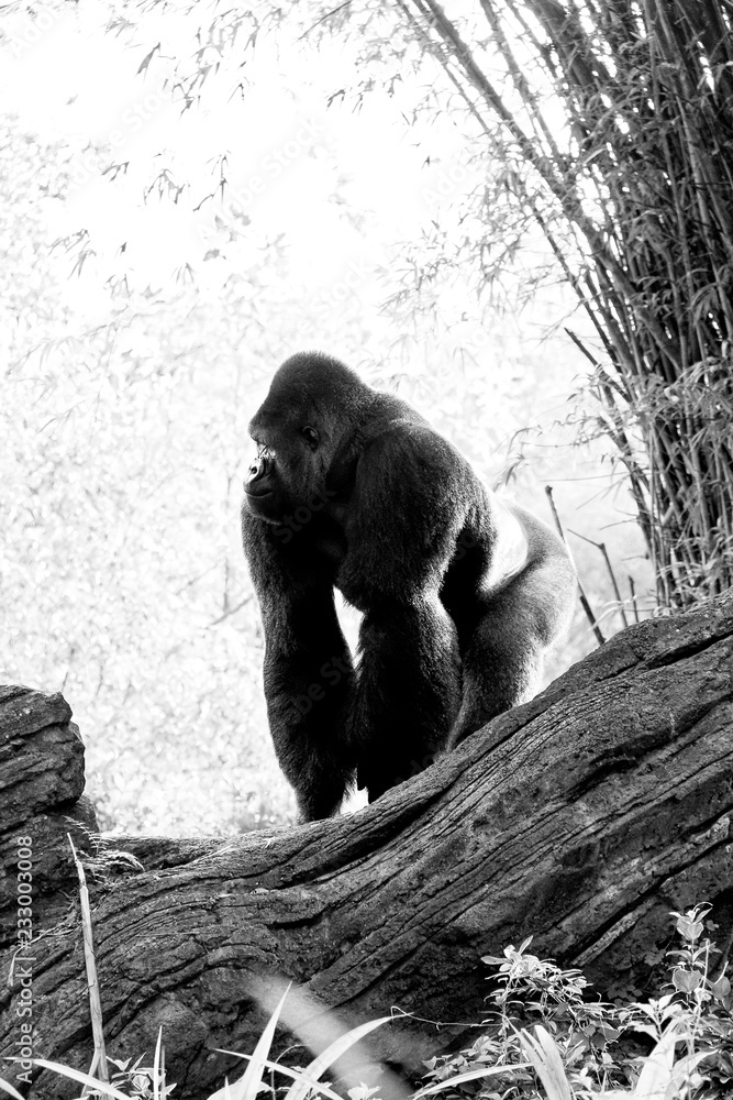 Gorilla Gorilla