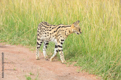 Canvas Print Serval cat