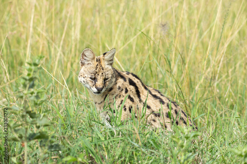 Canvas Print Serval cat