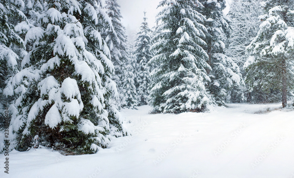 Fototapeta premium Fury snow falls in the winter fairy forest. Snowy trees in fabulous winter landscape. Snowy firs in the winter forest in the mountains. Christmas background.
