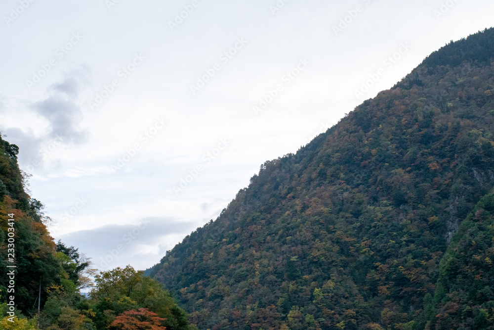 Obraz premium 祖谷渓谷