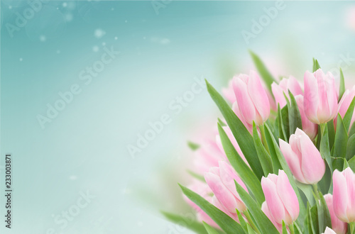 close up of soft pink fresh tulips on blue sky background
