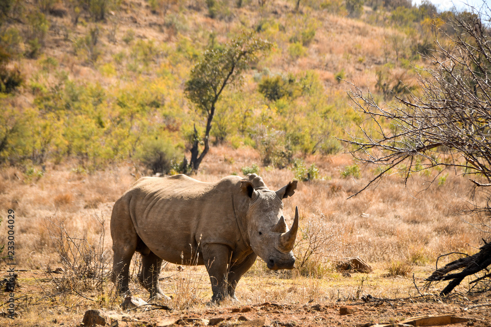 Fototapeta premium White rhinoceros in the wild, South Africa