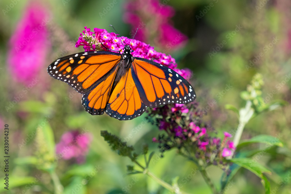 monarch butterfly on a flower monarch butterfly on a flower