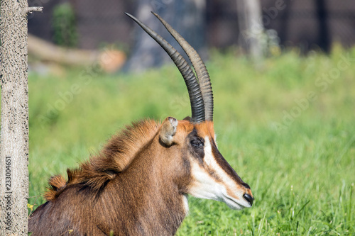 Photography Wild Animals in Nature