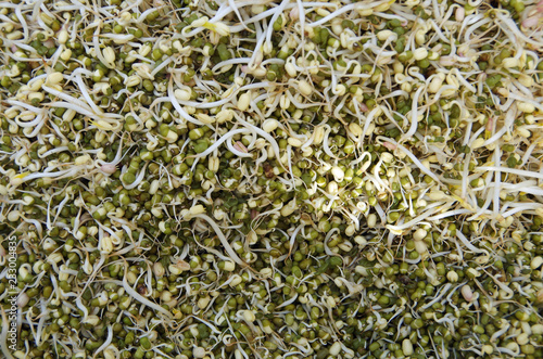 Pile of organic gourmet garden sprouts viewed from above