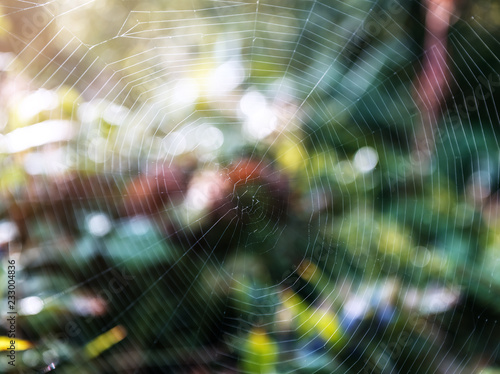 spider web texture