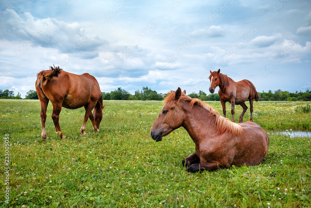 Obraz premium three horses in the pasture