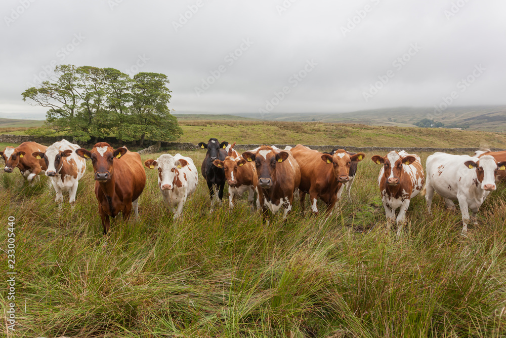 herd of cows on pasture herd of cows on pasture