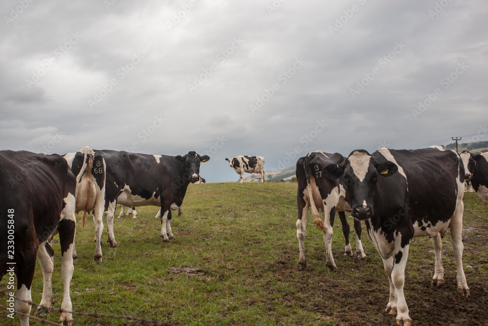 herd of cows in field