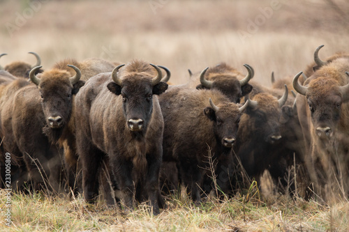 European bison - Bison bonasus in the Knyszyn Forest (Poland)