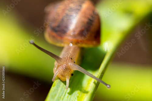Snail in close up - agriculture - pest