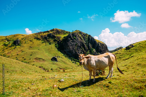 Up close with a cow in Basco, Batanes of the Philippines photo