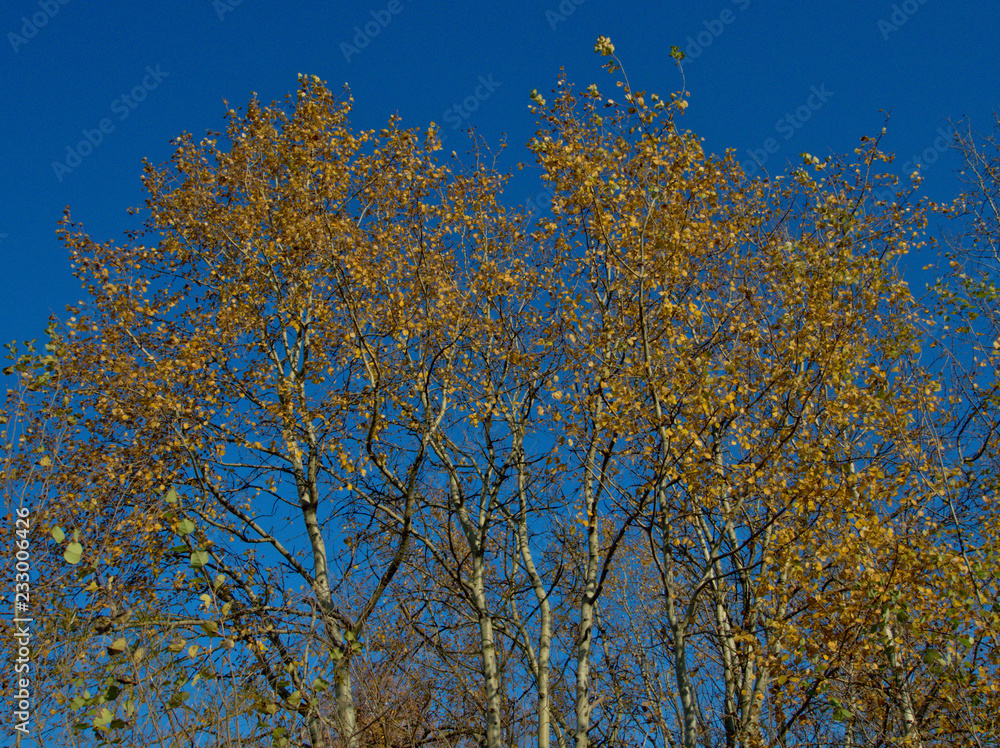 Fototapeta premium Listopd