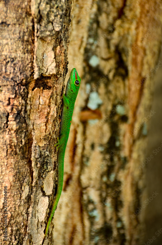 Gecko - Endemic green gecko from Mauritius - Phelsuma ornata Gecko - Endemic green gecko from Mauritius - Phelsuma ornata