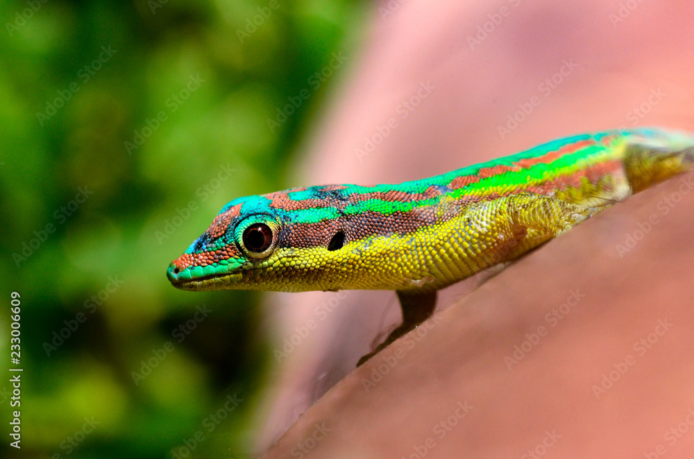 Gecko - Endemic green gecko from Mauritius - Phelsuma ornata Gecko - Endemic green gecko from Mauritius - Phelsuma ornata