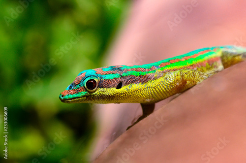 Gecko - Endemic green gecko from Mauritius - Phelsuma ornata