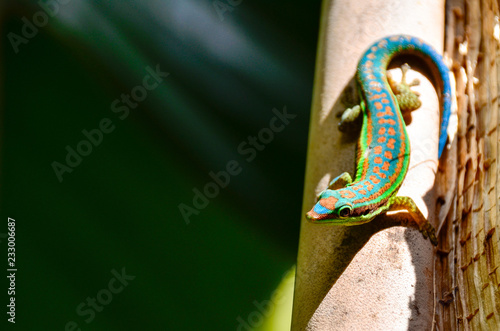 Gecko - Endemic green gecko from Mauritius - (Phelsuma ornata)