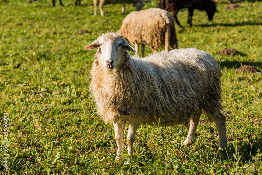 White sheep looking at camera while flock grazing White sheep looking at camera while flock grazing