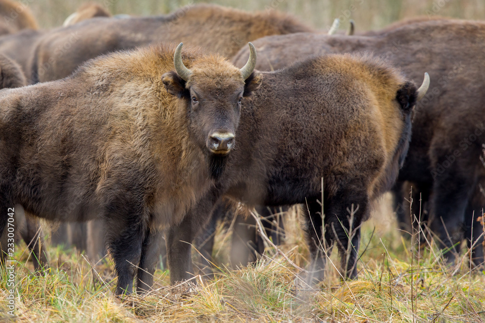 European bison - Bison bonasus in the Knyszyn Forest (Poland) European bison - Bison bonasus in the Knyszyn Forest (Poland)