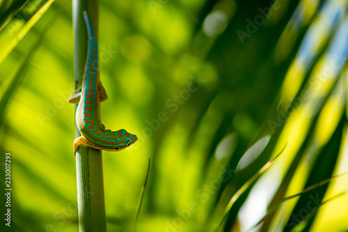 Gecko - Endemic green gecko from Mauritius - Phelsuma ornata photo
