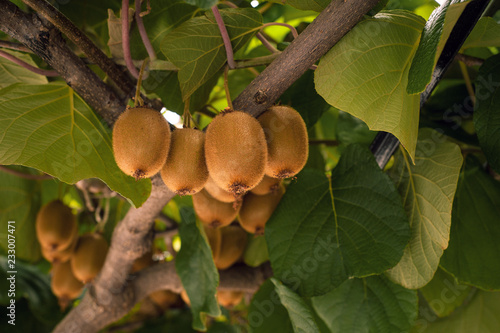 Frash kiwi (Actinidia chinensis) on a tree with branches and leaves. Healthy kiwi fruit grows on a tree on a farm.