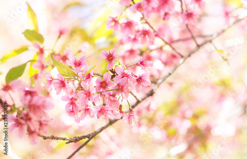 Close up of beautiful pink cherry blossom in winter ,Thai sakura at Chaing Mai.(Flower King Tige)