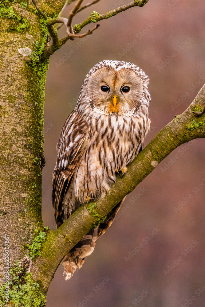 Obraz premium Light grey Ural Owl, Strix uralensis, sitting on tree branch, in orange leaves oak forest.