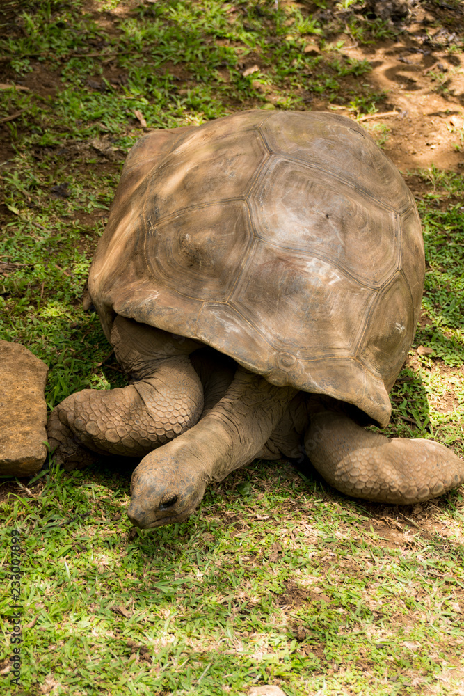 Fototapeta premium Tortoise - Aldabra giant tortoise - close up