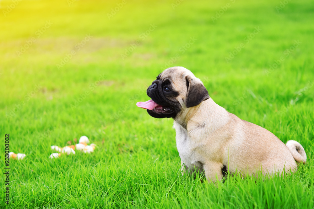 Cute puppy brown Pug playing alone in green lawn
