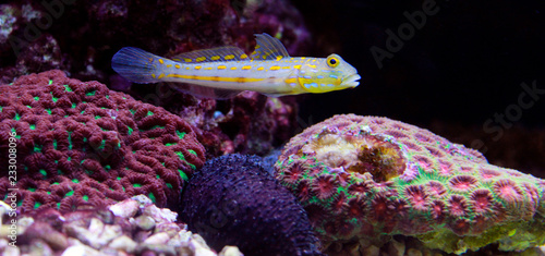Принти на полотні Diamond Watchman Goby
(Valenciennea puellaris)