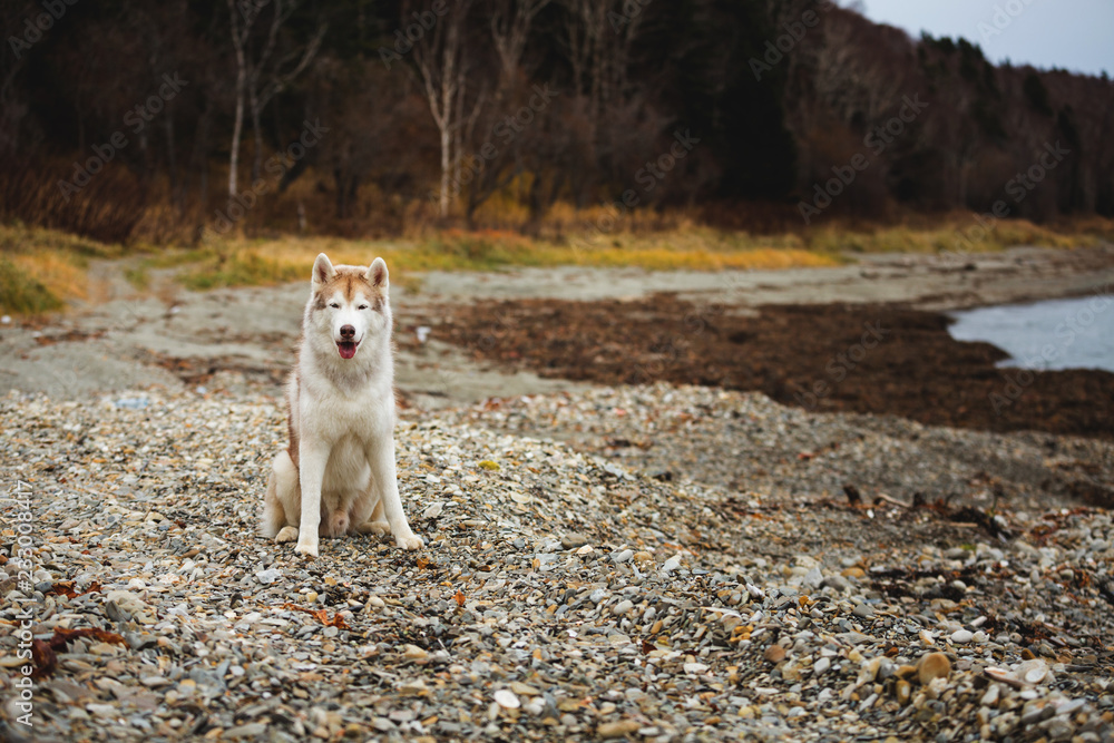 Image of beautiful Beige and white Siberian Husky dog sitting on the pebble beach at seaside in autumn