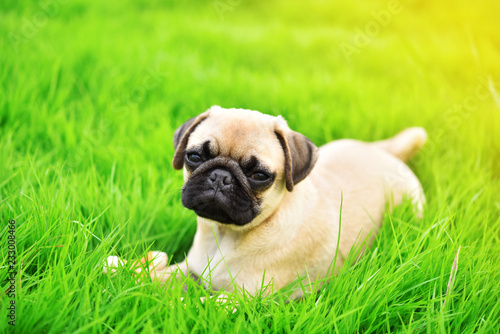 Cute puppy brown Pug playing alone in green lawn 