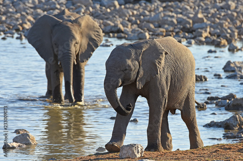 Junge Elefanten am Wasserloch Okaukuejo im Etosha Nationalpark in Namibia (Afrika)