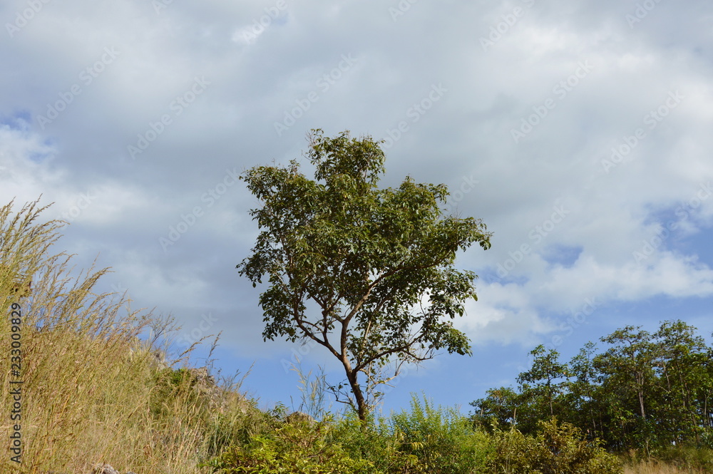 tree on hill at Khao Lon mountain in Thailand tree on hill at Khao Lon mountain in Thailand