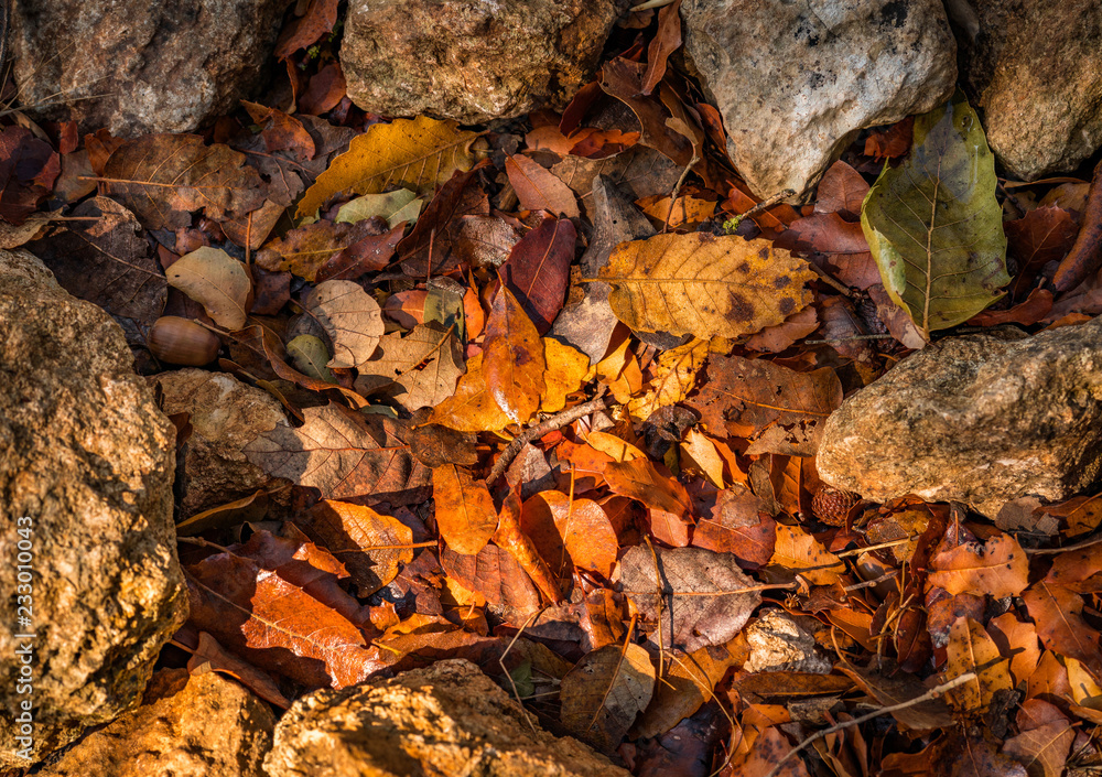 Sun shines over red and Yellow autumn leaves texture with a circle of stones around Sun shines over red and Yellow autumn leaves texture with a circle of stones around