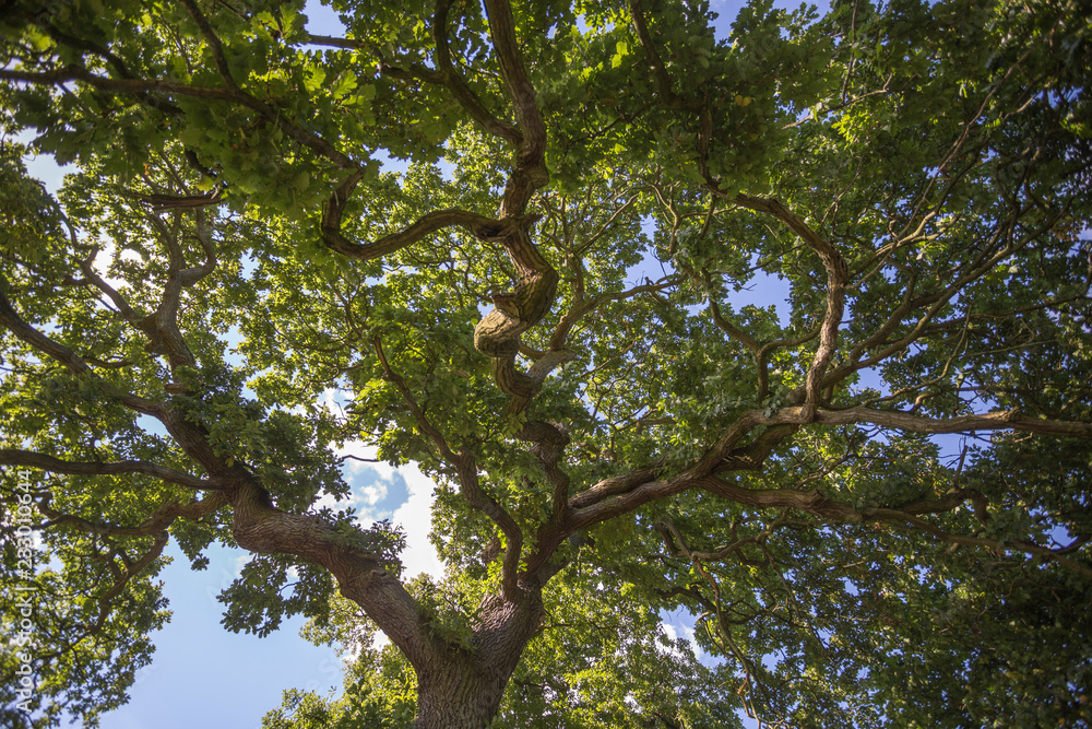Obraz premium tree in spring