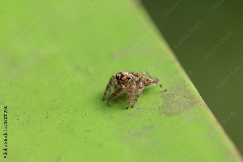 Obraz premium A spider on green blurred background