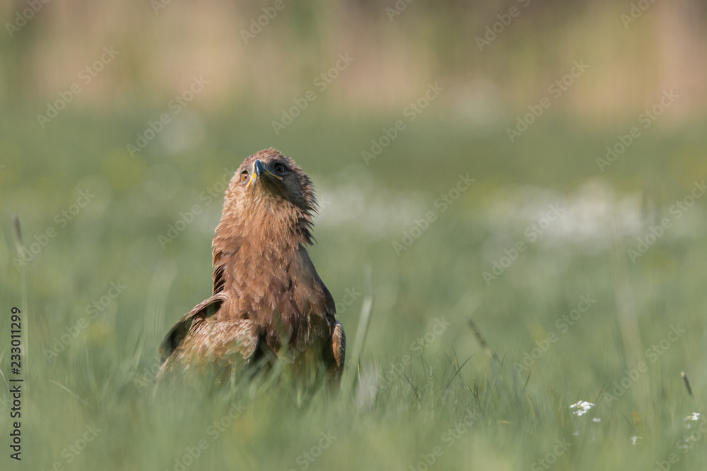 Fototapeta premium Birds of prey - lesser spotted eagle in flight (Aquila pomarina)