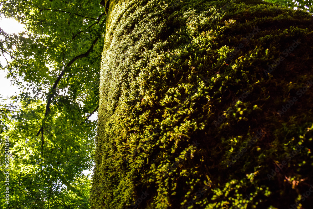 Fototapeta premium Old Forest