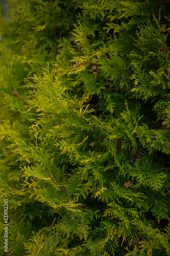 Background texture of thuja branches for a christmas design