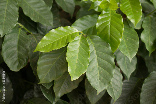 Green arabica coffee leaves on plantation