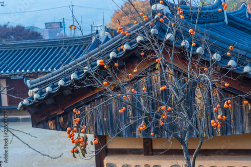 Orange Persimmon on dry tree in autumn Next to the ancient house in the countryside.