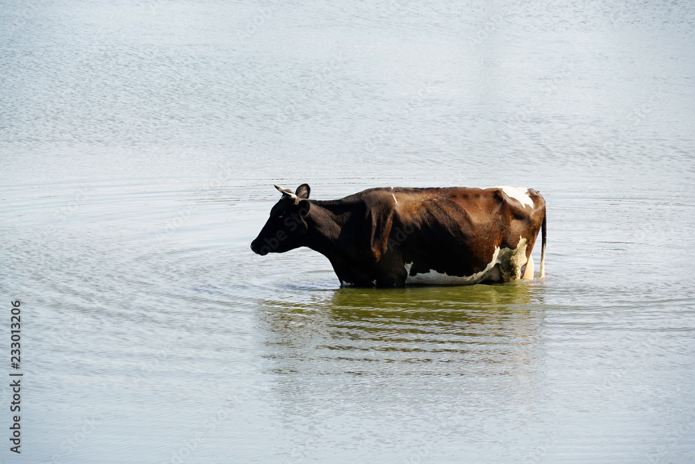 Brown cow went into the water reservoir on the belly. Brown cow went into the water reservoir on the belly.