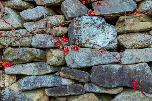 The stone wall has dry vines