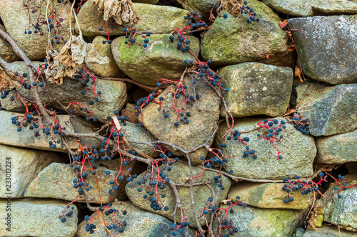 The stone wall has dry vines