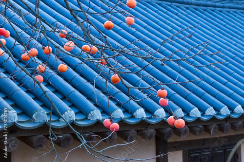 Orange Persimmon on dry tree in autumn Next to the ancient house in the countryside.