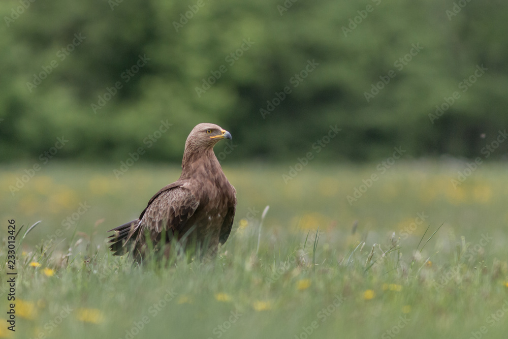 Fototapeta premium Birds of prey - lesser spotted eagle in flight (Aquila pomarina)
